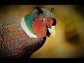 Symbols of an Order part3: the Pheasant