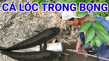 chinh phục cá lóc trong ống bọng @Nattv83