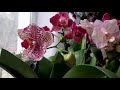 Цветение орхидей, продолжение