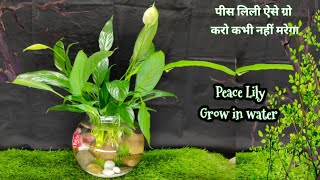 पानी में पीस लिली उगाने का तरीका | peace Lily decoration idea | how to grow piece Lily in water |