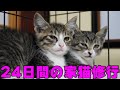 まだ人間が信じられない野良子猫との24日間の保護記録