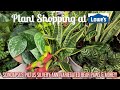 Plant Shopping at Lowe’s Big Box Store || SCINDAPSUS PICTUS SILVERY ANN || VARIEGATED BEAR PAWS