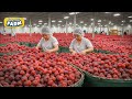 How millions of raspberries are harvested amazing raspberries factory