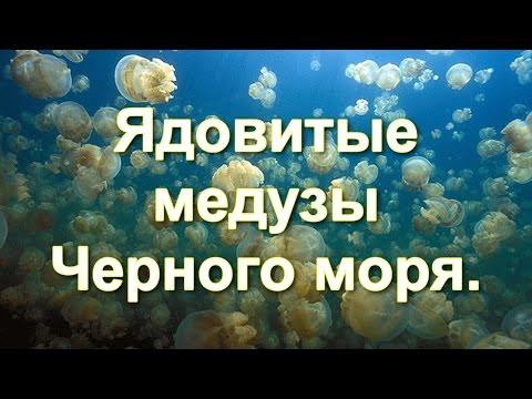 Ядовитые медузы Черного моря.