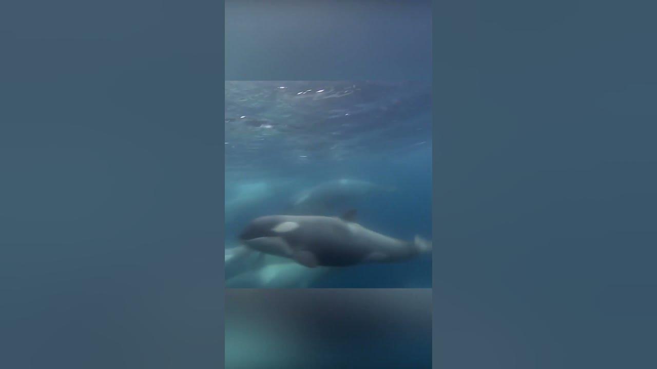 Killer whale is a super smart and insidious predator - YouTube