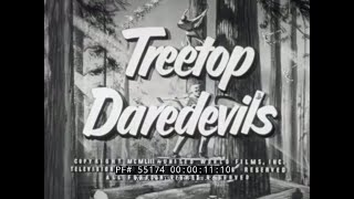 ' TREETOP DAREDEVILS '  1950s LUMBERJACK & LUMBER INDUSTRY FILM  55174