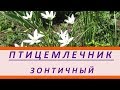 Орнитогалум или птицемлечник зонтичный. Ранне весенний цветок