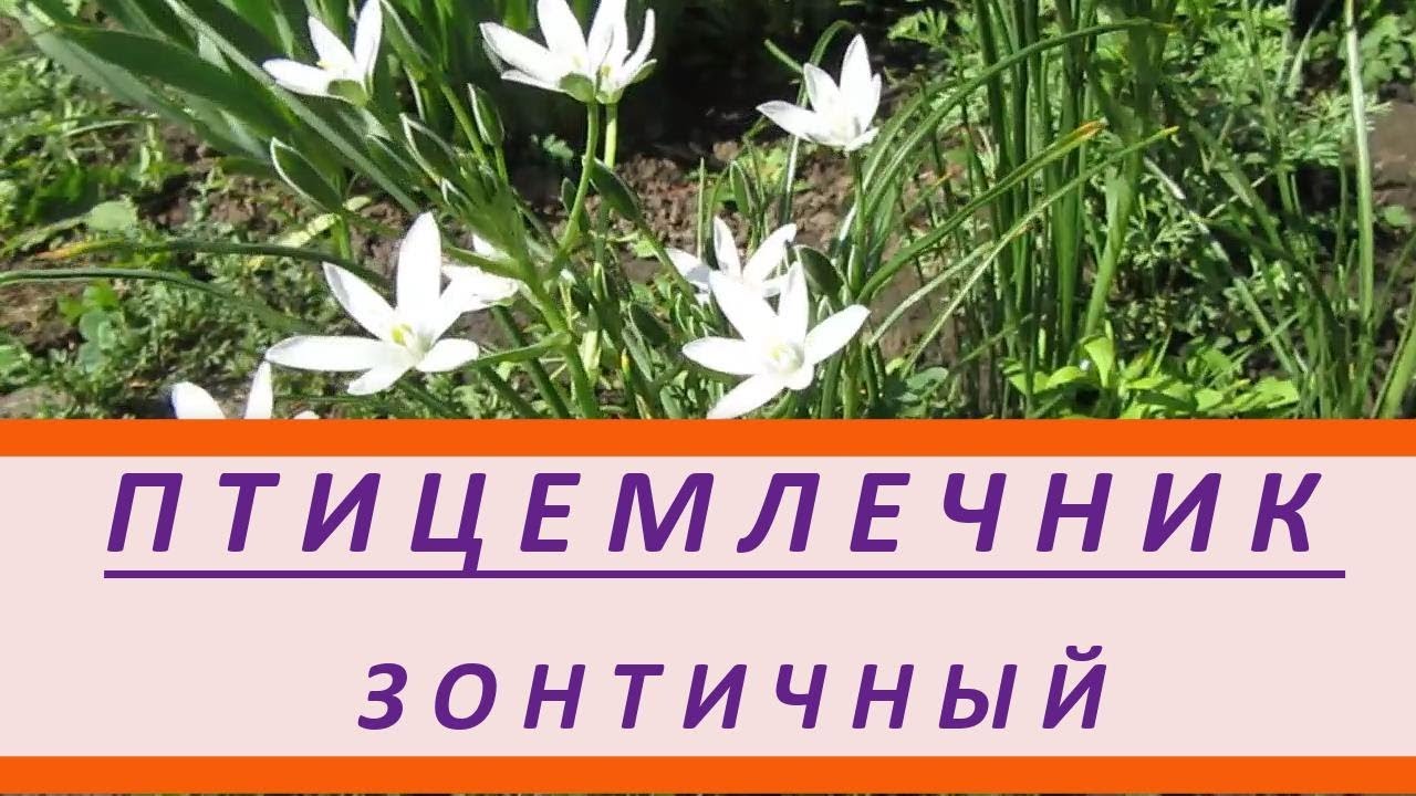 Орнитогалум или птицемлечник зонтичный. Ранне весенний цветок - YouTube