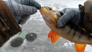 видео: ПЕРВЫЙ ЛЁД ТАКОЙ ВПЕРВЫЕ, У МЕНЯ)! ЗИМНЯЯ РЫБАЛКА 23-24 ОТКРЫТА НА ЛЮБИМОЙ СТАРИЦЕ, БЫЛО ВСЁ)! картинка: ПЕРВЫЙ ЛЁД ТАКОЙ ВПЕРВЫЕ, У МЕНЯ)! ЗИМНЯЯ РЫБАЛКА 23-24 ОТКРЫТА НА ЛЮБИМОЙ СТАРИЦЕ, БЫЛО ВСЁ)!