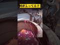 タンクの中に何が...? #コロンボさん #ポピープレイタイム