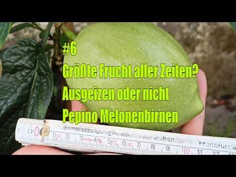 Video: Pepino (18 Fotos): Wachsende Melonenbirnen. Was Ist Diese Frucht? Sortiert 