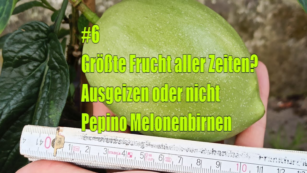 Pepino ausgeizen? Eine Frucht wird riesig – doch der Vergleich ist klar