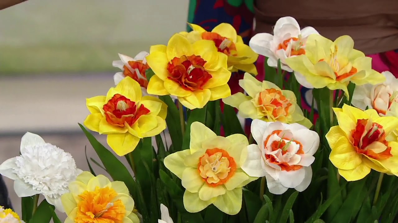 Roberta's 30-Piece Double Double Delight Daffodils Mix on QVC