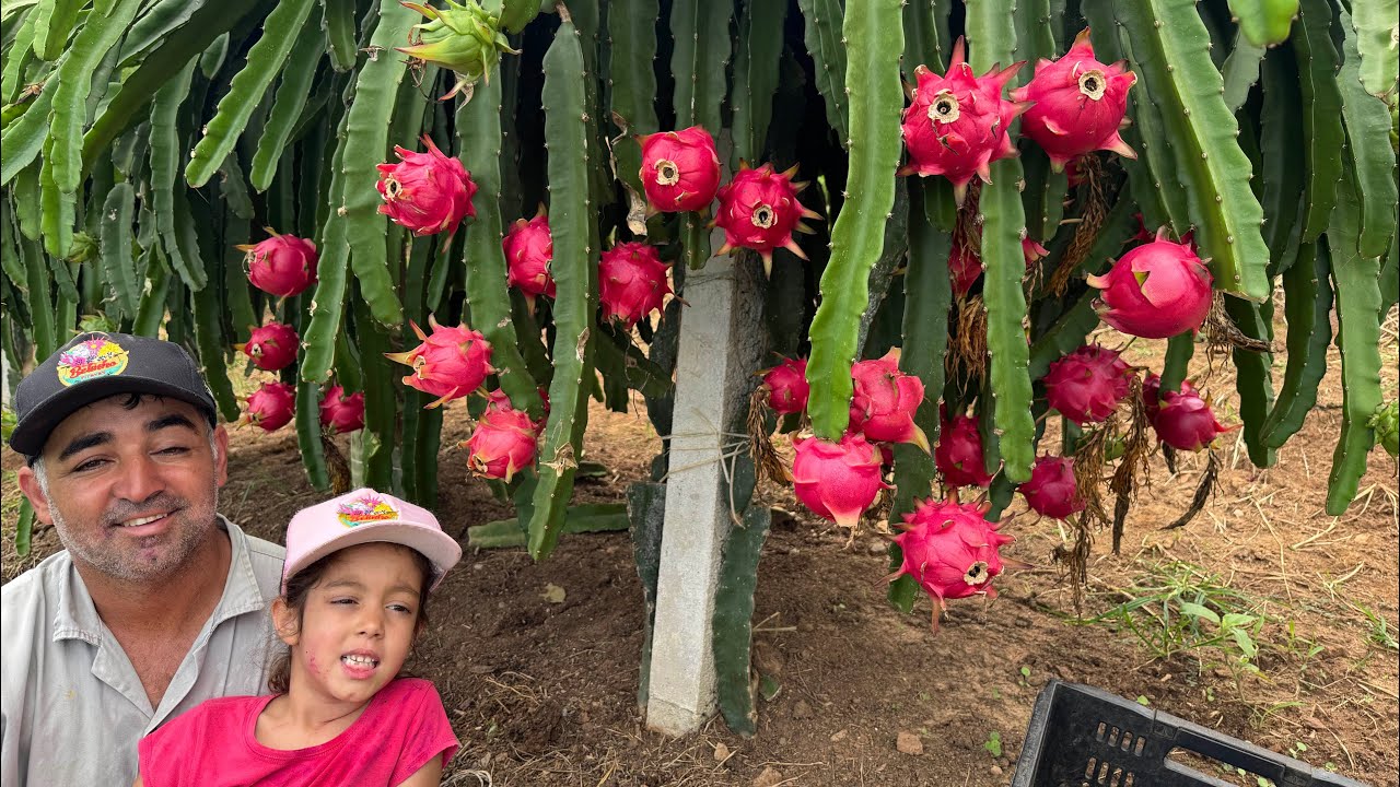 Essa pitaya é muito produtiva!Uma caixa de pitaya por pé!