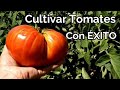 Como Cultivar Tomates con Éxito | Trucos y Recomendaciones || El Huerto de Silverio