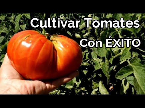 Video: ¿Qué es un puñado de tomates?