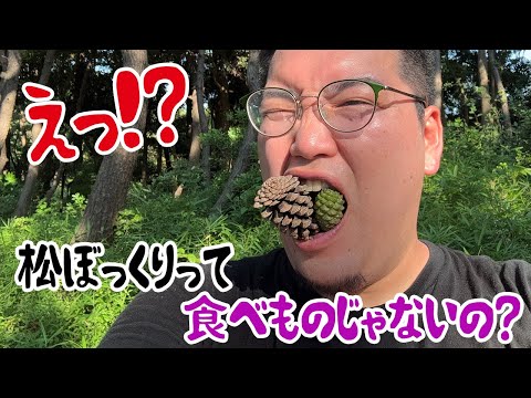 松ぼっくりは食べられる？経験者が教える安全な種類と美味しい調理法