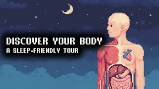 Organs in Harmony | A Peaceful Tour of the Body’s Interconnected Systems screenshot 5