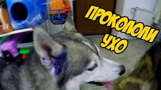 Маламут и хаски в ветеринарной клинике | СМОТРЕТЬ ДО КОНЦА Маламут и хаски в ветеринарной клинике | СМОТРЕТЬ ДО КОНЦА