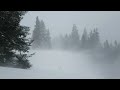 BLIZZARD THROUGH THE PINES 🌲❄️ ICY WINTER STORM FOR DEEP SLEEP AMBIENCE