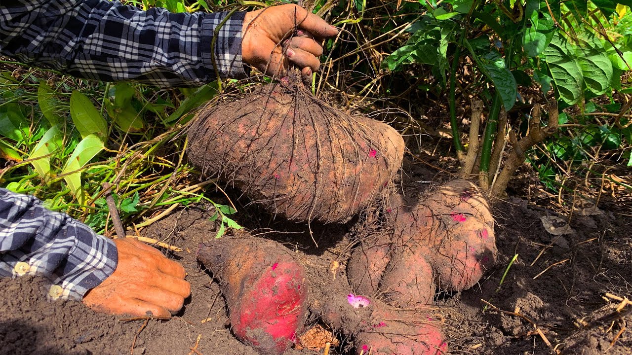 Digging Giant Wild  Potato -  Harvesting Vegetable and Planting - The Villager