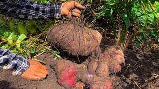 Digging Giant Wild  Potato -  Harvesting Vegetable and Planting - The Villager