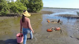 Amazing Catching Many Huge Mud Crabs In The Sea after Water Low Tide