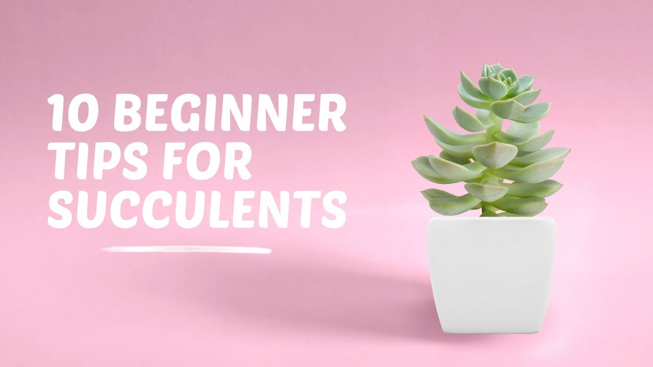 10 Beginner Tips to Keep Your Succulents Alive - YouTube