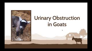 Urinary Obstruction in Goats by Rod Allrich 268 views 4 months ago 13 minutes, 38 seconds