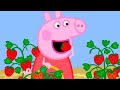 Peppa Pig Português Brasil ⭐️ Vários Episódios Completos ⭐️ Pepa Ping Ping ⭐️ Desenhos Animados