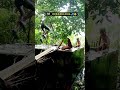 Desi Bande ||🏖️ Desi Swimming PooL #shortsfeed #trendingshorts #shortsvideo #viralshorts  #trending