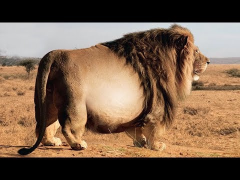 Видео: После 80 миллионов лет на Земле самое крупное дикое животное Индии вымирает - Matador Network