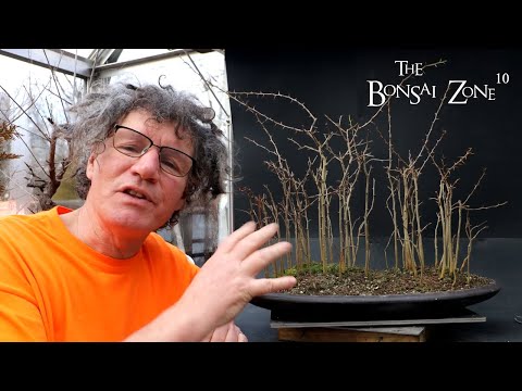 Wideo: Przycinanie pomarańczy Osage – jak przycinać pomarańczę Osage jako żywe ogrodzenie