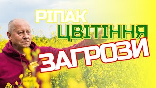 Pіпак. Цвітіння. Загрози.