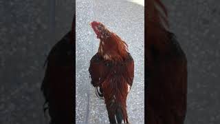 @Birdssecrets #firstvlog #myfarmupdateaseel #aseelhenfarming screenshot 5