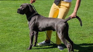 Introducing Your Great Dane to Other Dogs Tips and Tricks