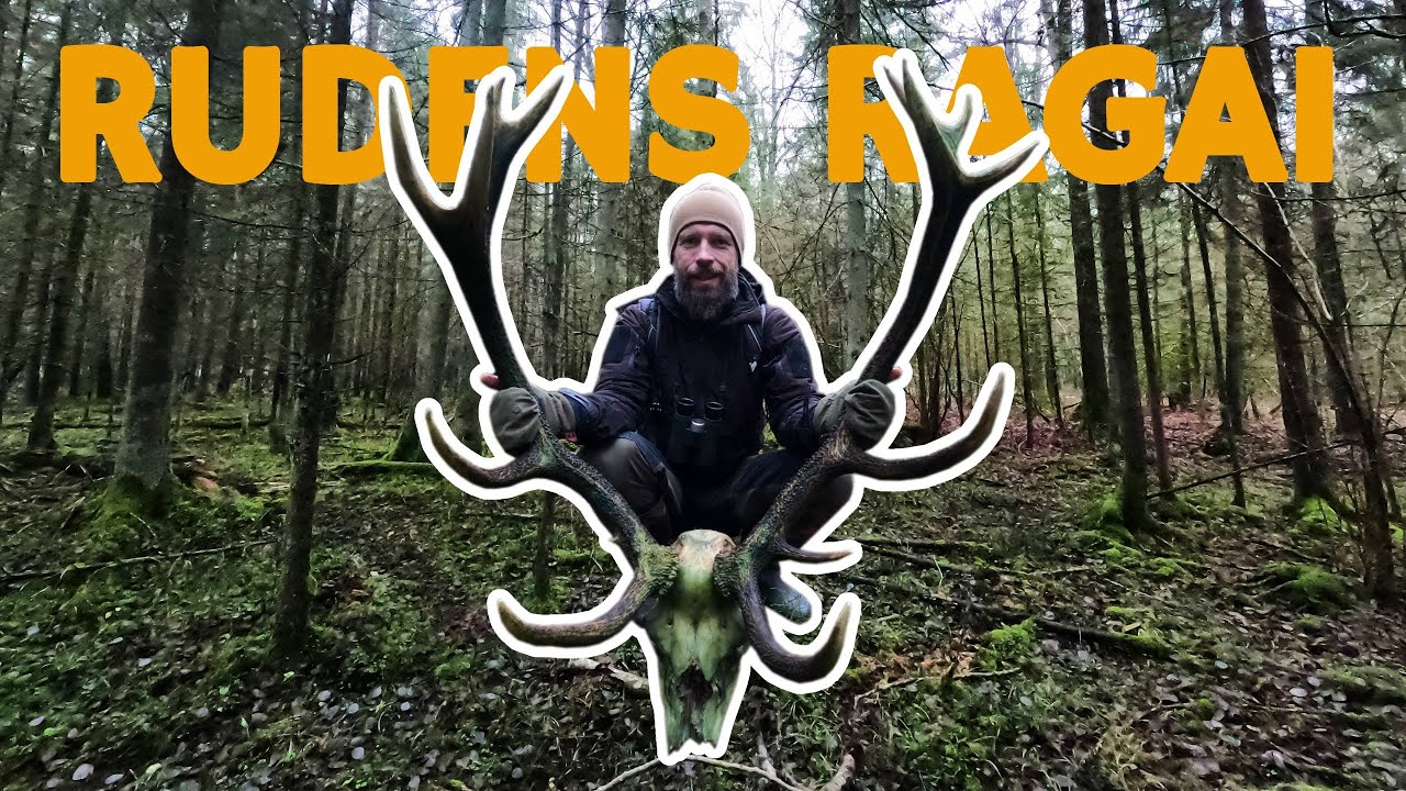 Viena diena rudeninių ragų paieškose