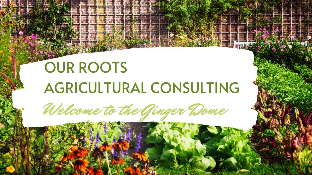 Grow Sisters, Presents Our Roots Our Roots Agricultural Consulting in the Ginger Dome