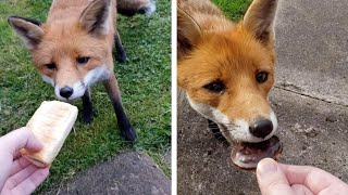 Man Keeps Getting Visited By Friendly Fox