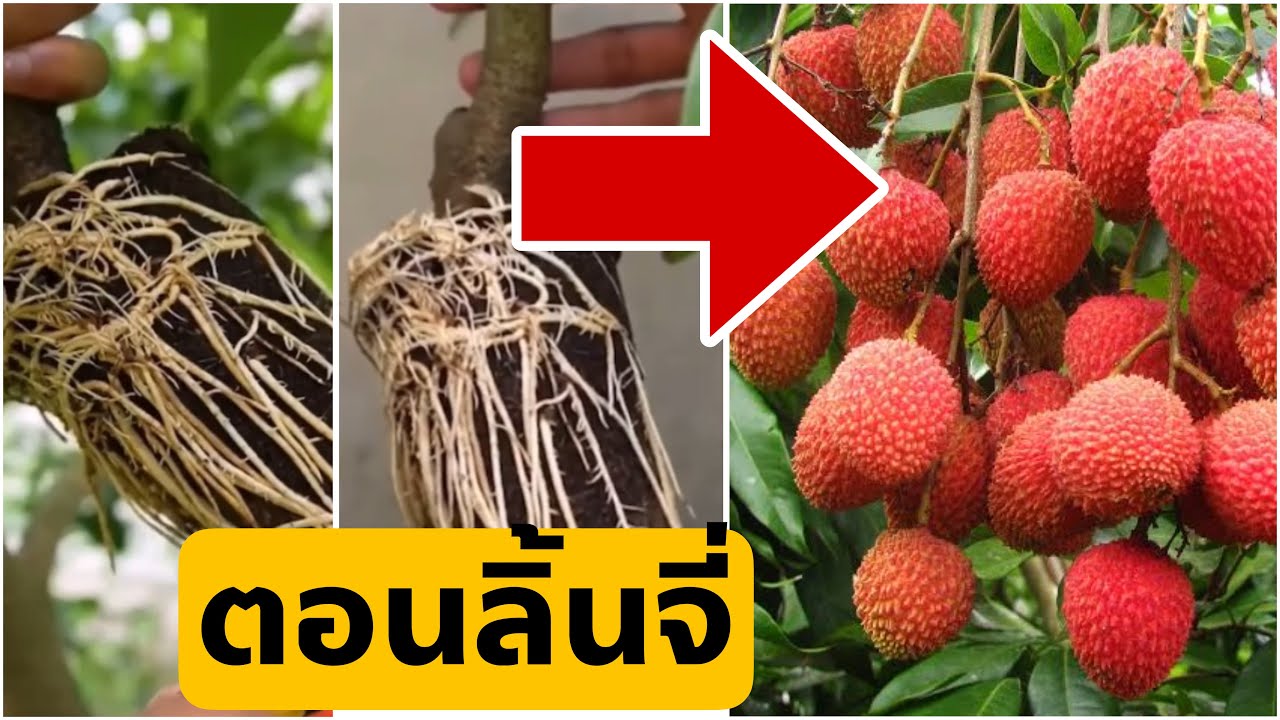 ตอนกิ่งลิ้นจี่