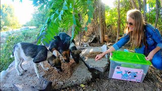 Hungry Puppies Eating their First Meal Today