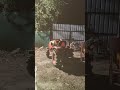 Lala harvest manufacturing unit |Burhanpur #factory #process #production #business #machine