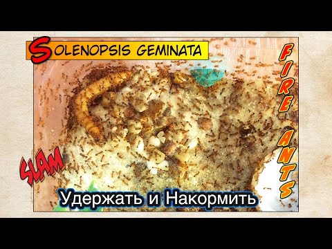 видео: ОГНЕННЫЕ МУРАВЬИ. Удержать и Накормить // FIRE ANTS Solenopsis geminata