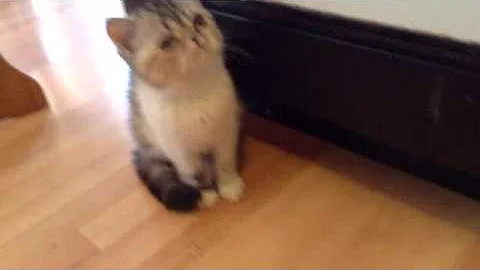 Watch the video about Amy & Gideon Exotic Kittens born 6Jan2013