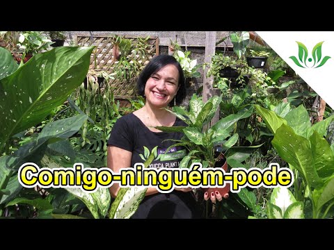 Vídeo: Métodos de criação de Dieffenbachia e cuidados domiciliares