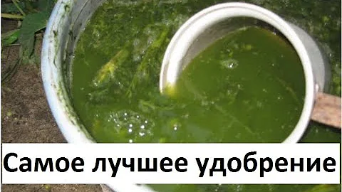 Самое лучшее удобрение - настой из крапивы