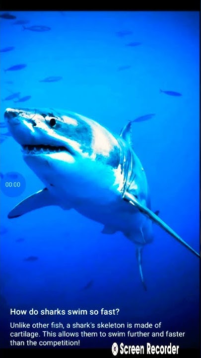 How do sharks swim so fast? - YouTube