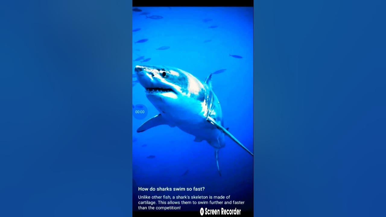 How do sharks swim so fast? - YouTube