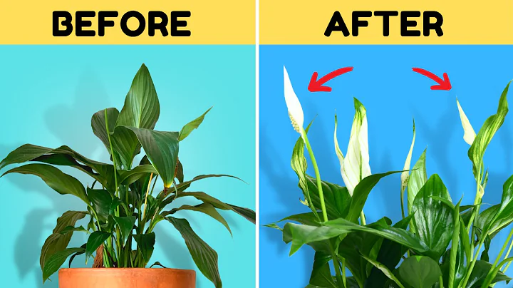 Do THIS to Get Your Peace Lily to Flower Again - DayDayNews