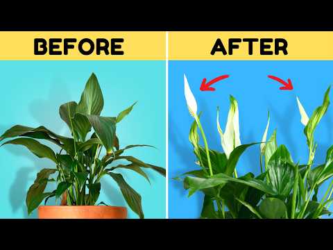 Do THIS to Get Your Peace Lily to Flower Again